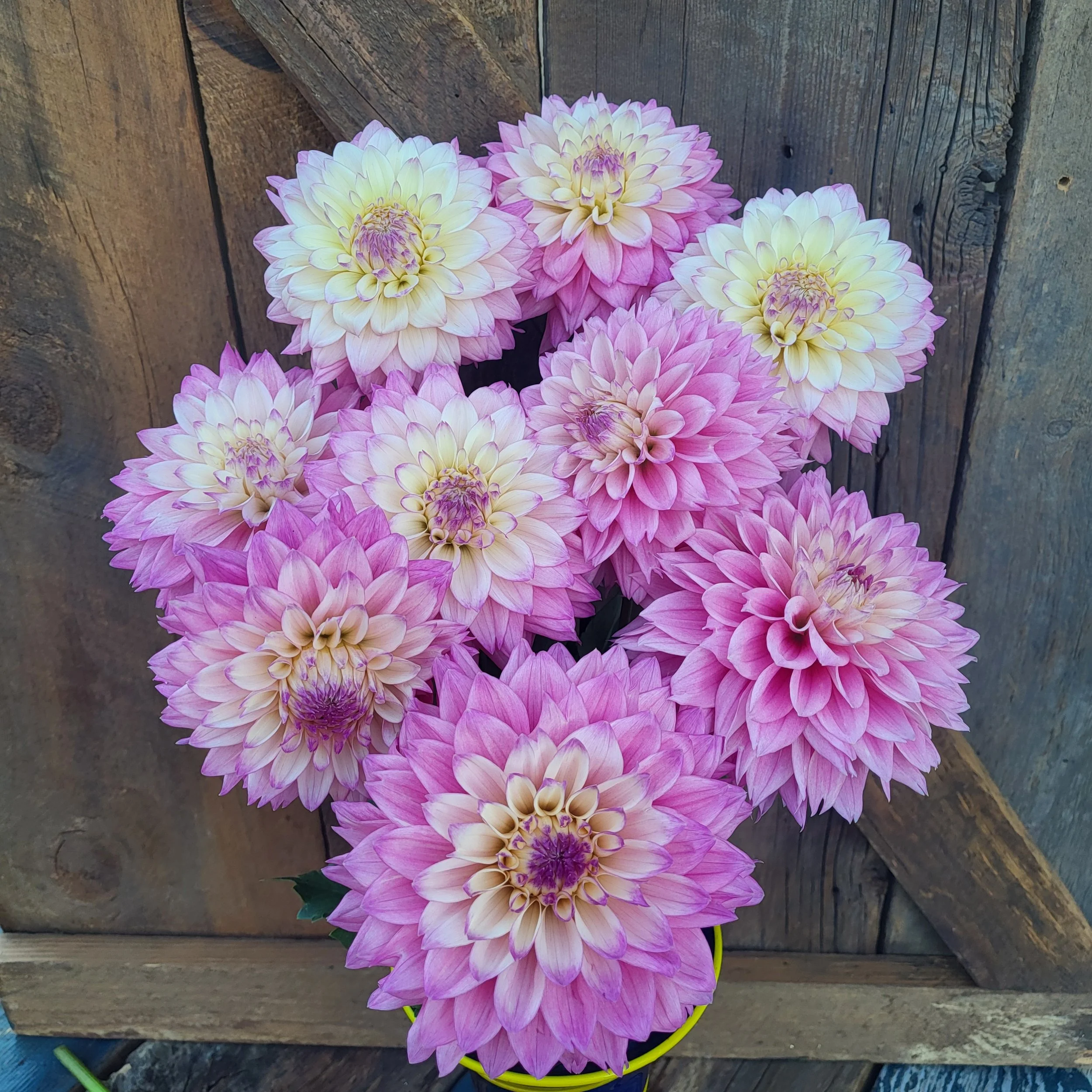   Arcadia 花柄　4枚セット27cm crazy+4+Fluffy+1.jpg?format=2500w